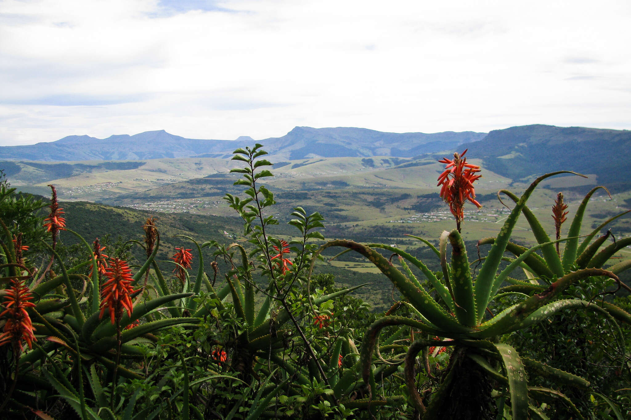 Image of candelabra aloe