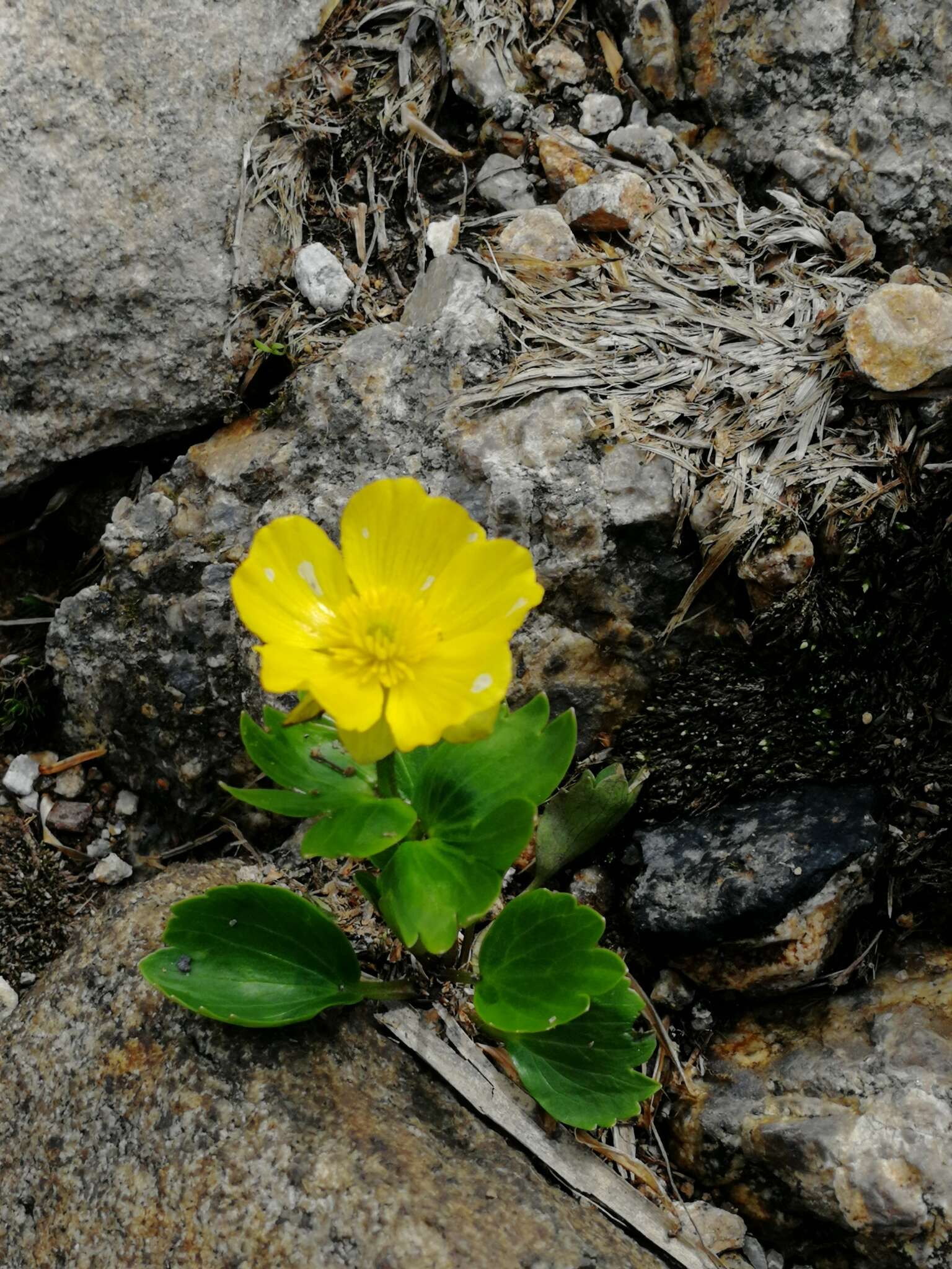 Image of Ranunculus altaicus Laxm.
