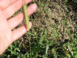 Слика од Triticum monococcum subsp. aegilopoides (Link) Thell.