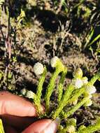 Image of Erica bruniifolia Salisb.