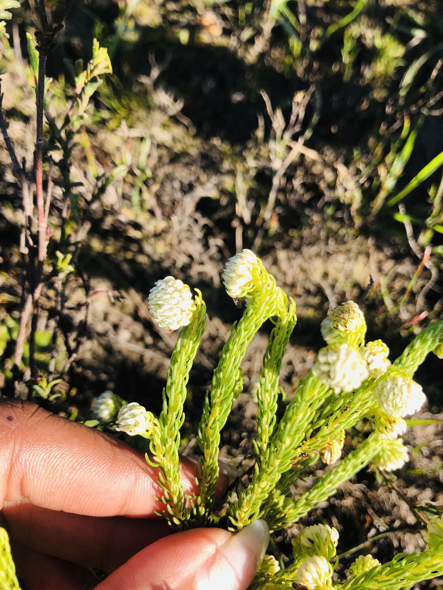 Image of Erica bruniifolia Salisb.