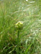 Image of Allium ericetorum Thore