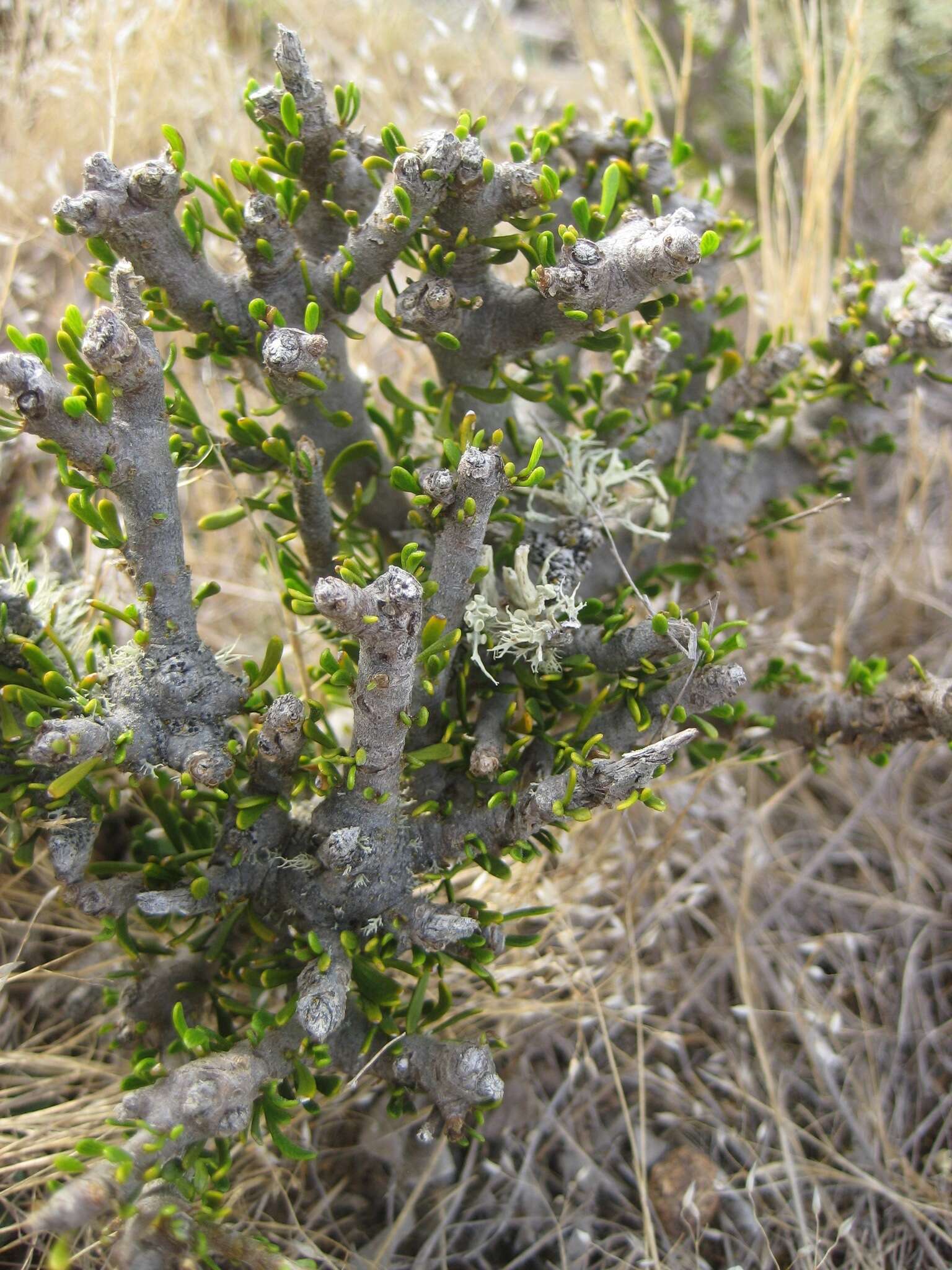 Image of Melicytus alpinus (Kirk) P. J. Garnock-Jones