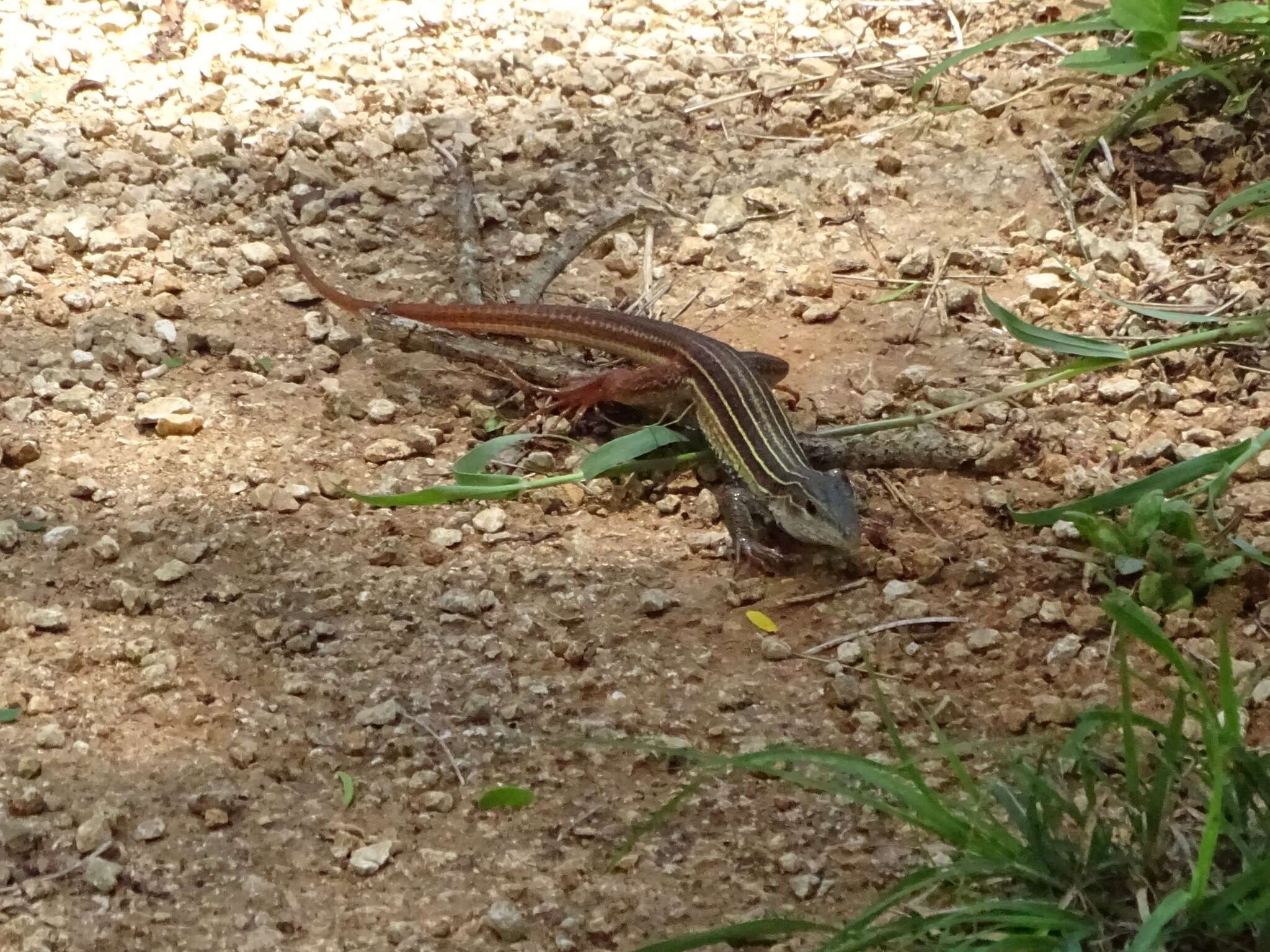 Plancia ëd Aspidoscelis angusticeps angusticeps (Cope 1877)