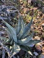 صورة Agave cerulata subsp. cerulata