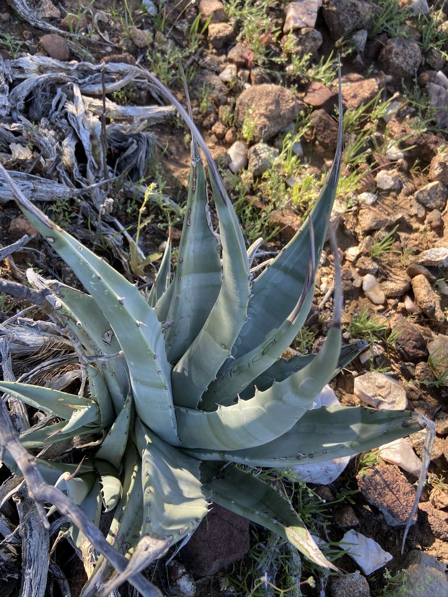 Agave cerulata subsp. cerulata resmi