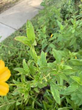 صورة Coreopsis integrifolia Poir.