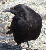 Image of Corvus brachyrhynchos caurinus Baird & SF 1858