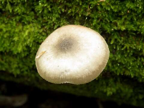 Pluteus salicinus (Pers.) P. Kumm. 1871 resmi