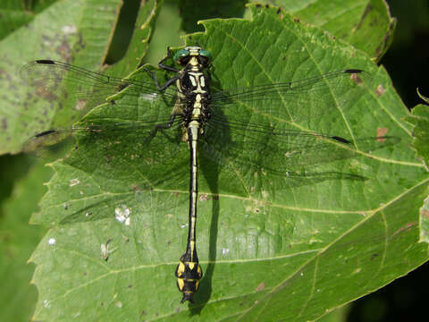 Image of Riverine Clubtail