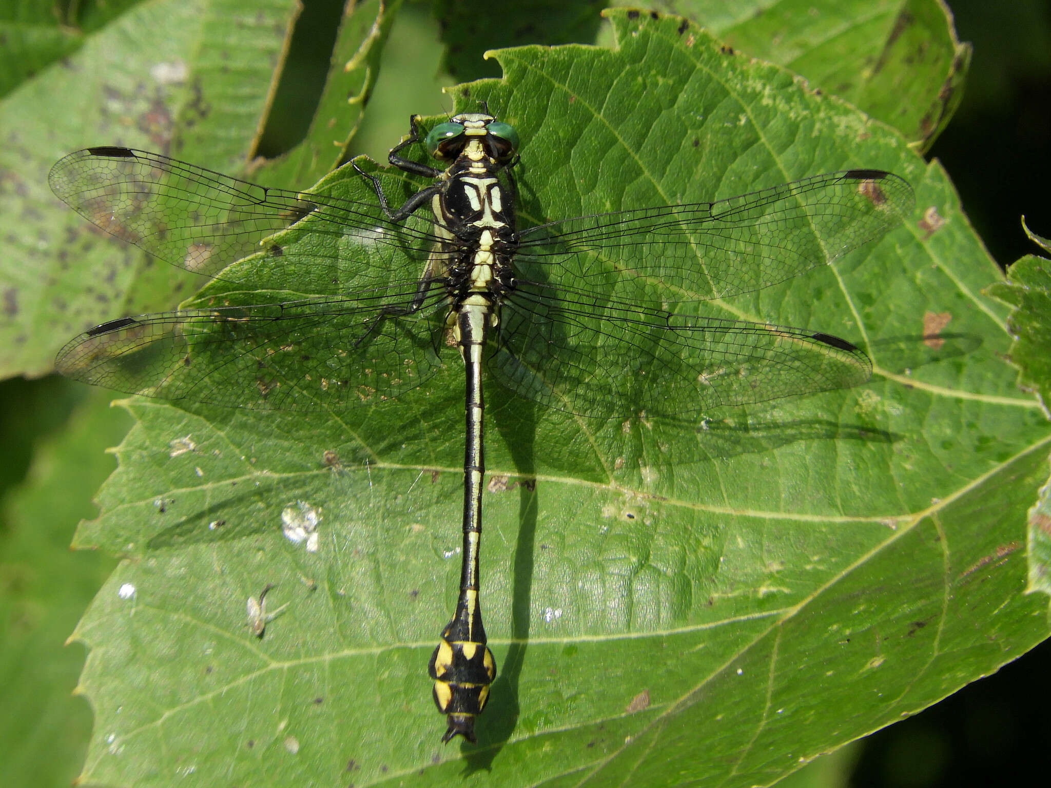 Image of Riverine Clubtail