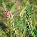 Imagem de Indigofera asperifolia Benth.