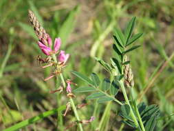 Indigofera asperifolia Benth.的圖片