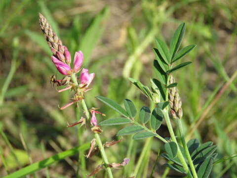 Image of Indigofera asperifolia Benth.