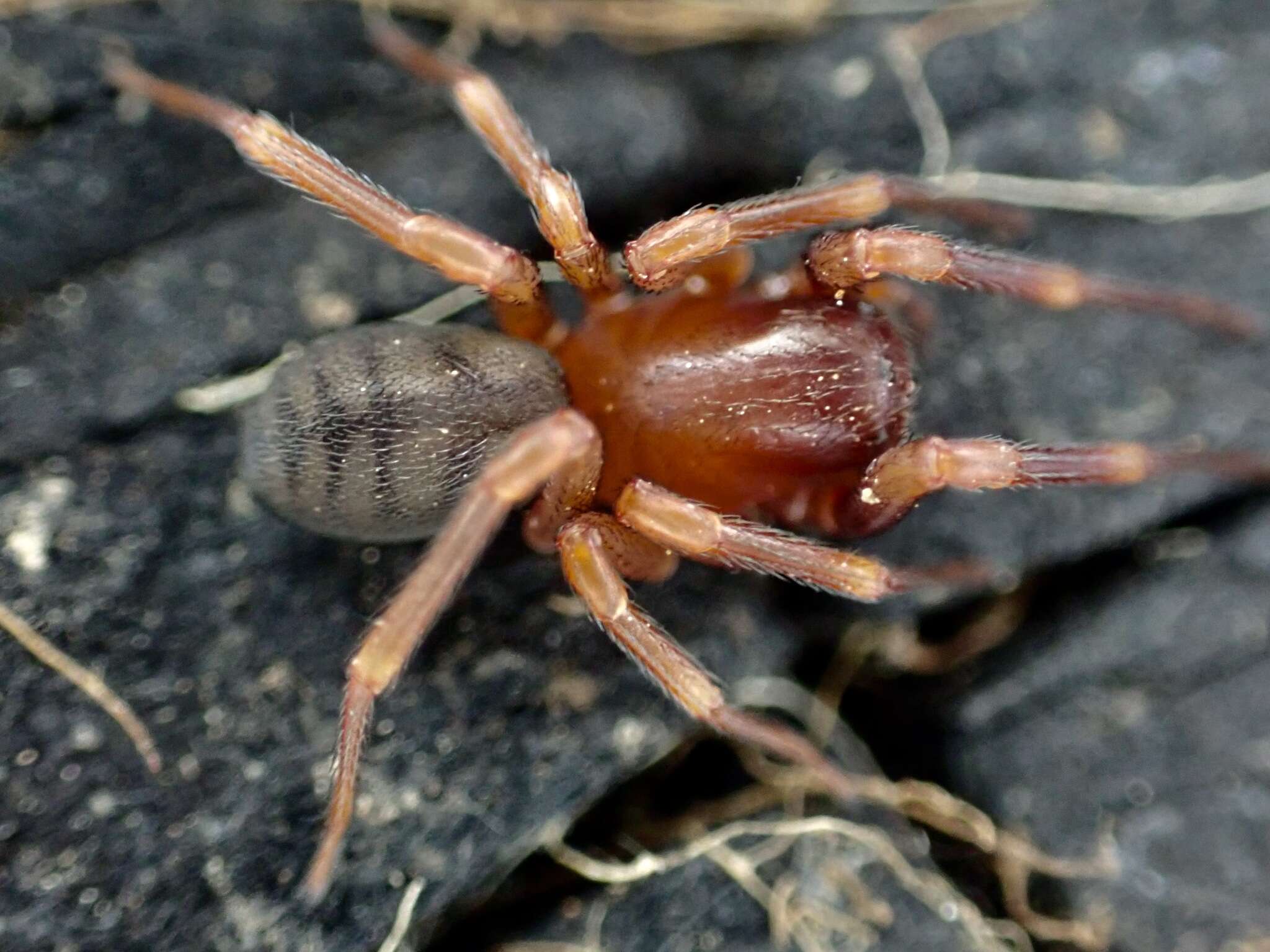 Image of Periegops suterii (Urquhart 1892)