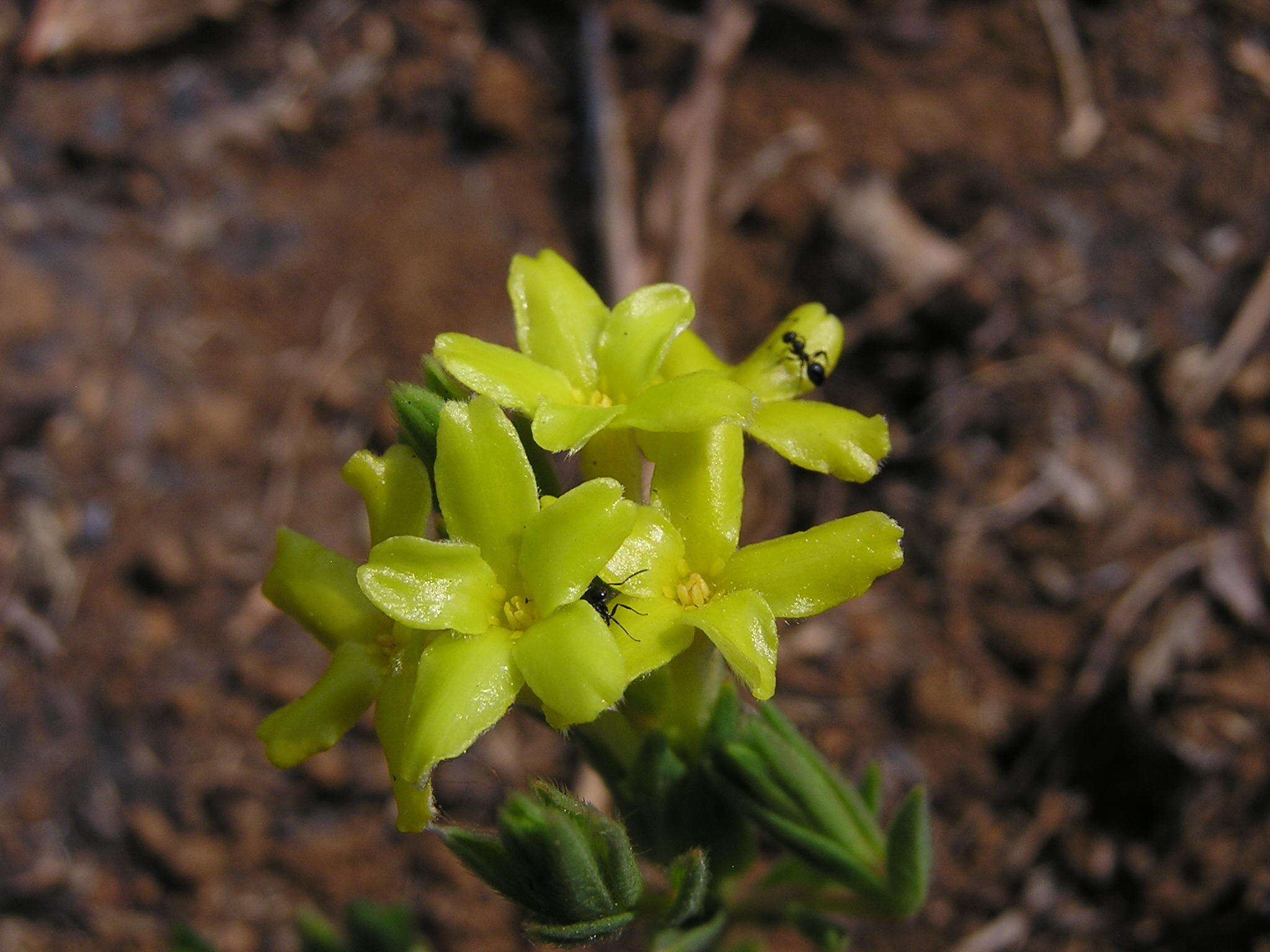 Image de Gnidia caffra Meissn.