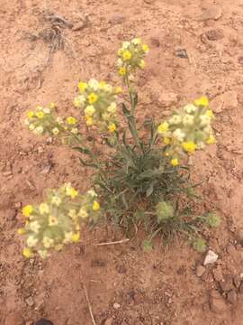 Image of Brenda's yellow cryptantha