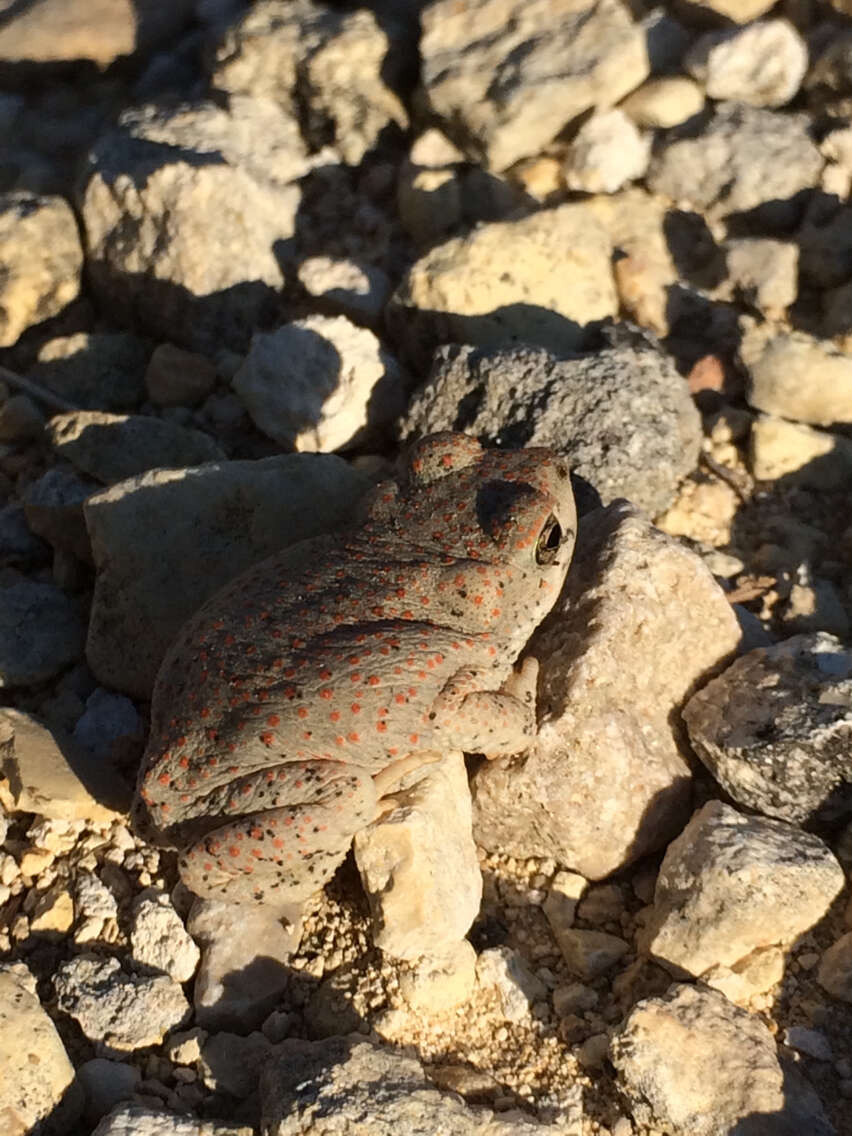 Plancia ëd Anaxyrus punctatus (Baird & Girard 1852)