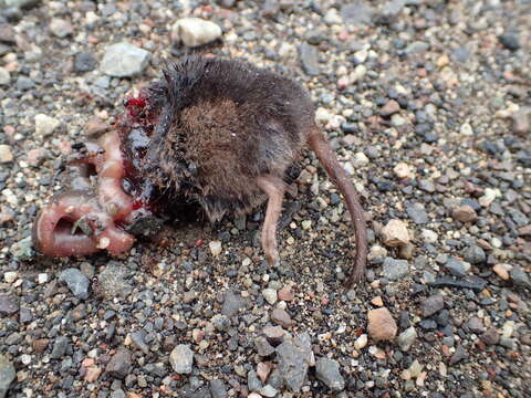 Image of Arctic Shrew