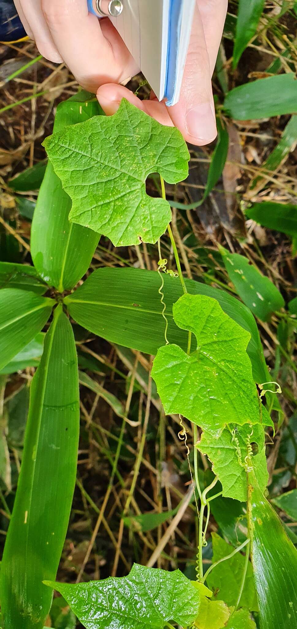 Sivun Schizopepon bryoniifolius Maxim. kuva