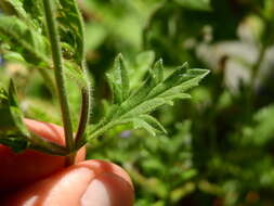 Image of Glandularia mendocina (Phil.) Covas & Schnack