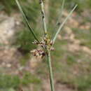 Image of Aspidoglossum interruptum (E. Mey.) Bullock