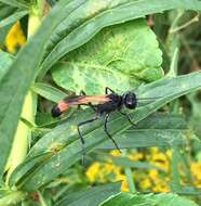 Image of Ammophila pictipennis Walsh 1869