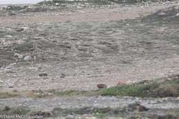 Image of Arctic Hare