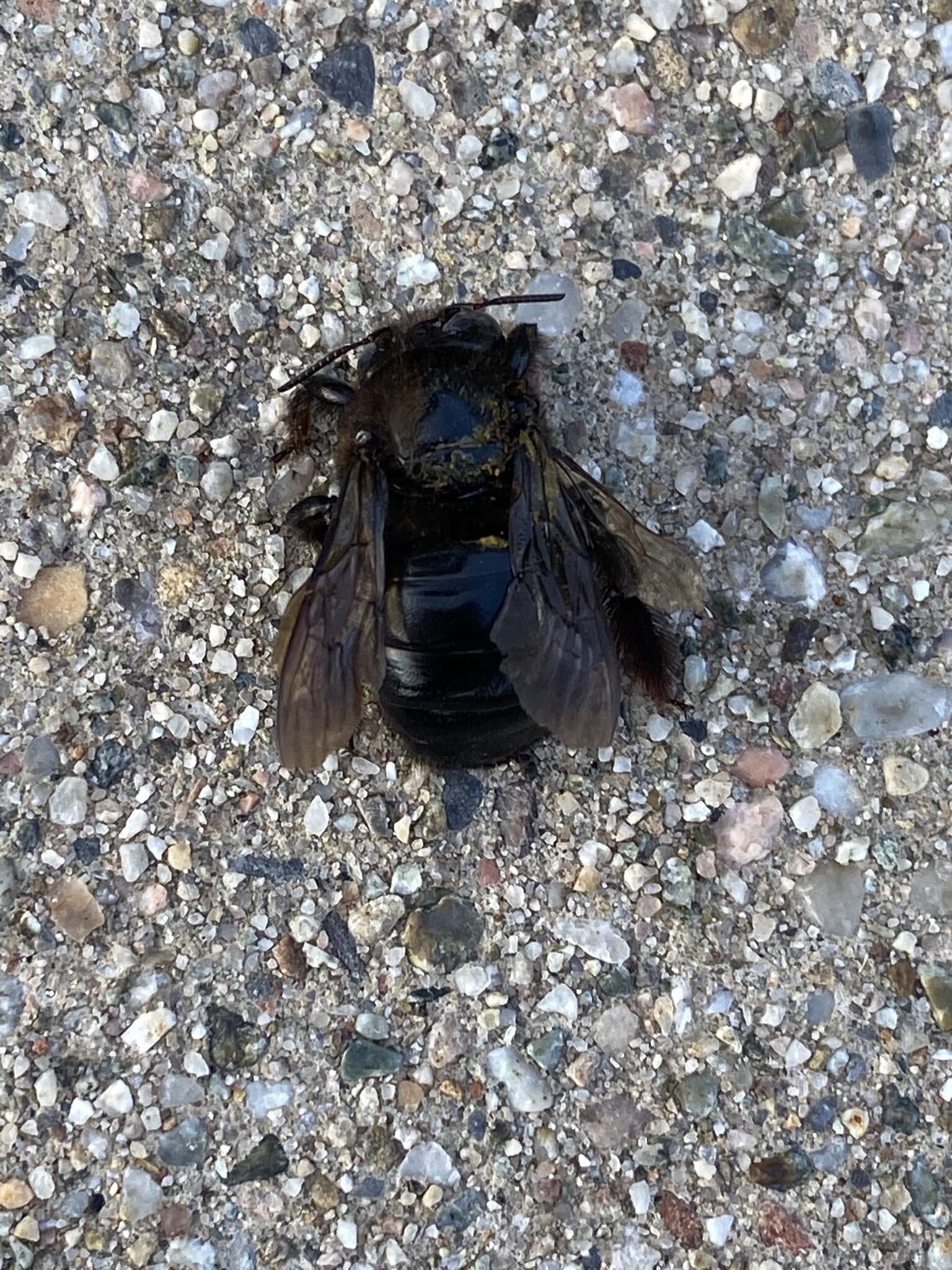 Plancia ëd Xylocopa tabaniformis androleuca Michener 1940