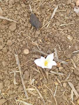 Image of Crocus ochroleucus Boiss. & Gaill.