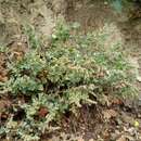 Image of Chenopodium petiolare Kunth