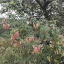 Image of <i>Colutea arborescens</i> subsp. <i>hispanica</i> (Talavera & Arista) Mateo & M. B. Crespo