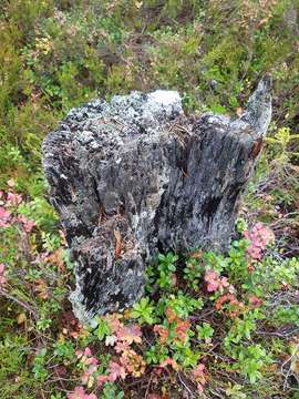 Image of biatora lichen