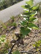 Imagem de Hakea cucullata R. Br.