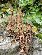 Image of Umbilicus rupestris (Salisb.) Dandy