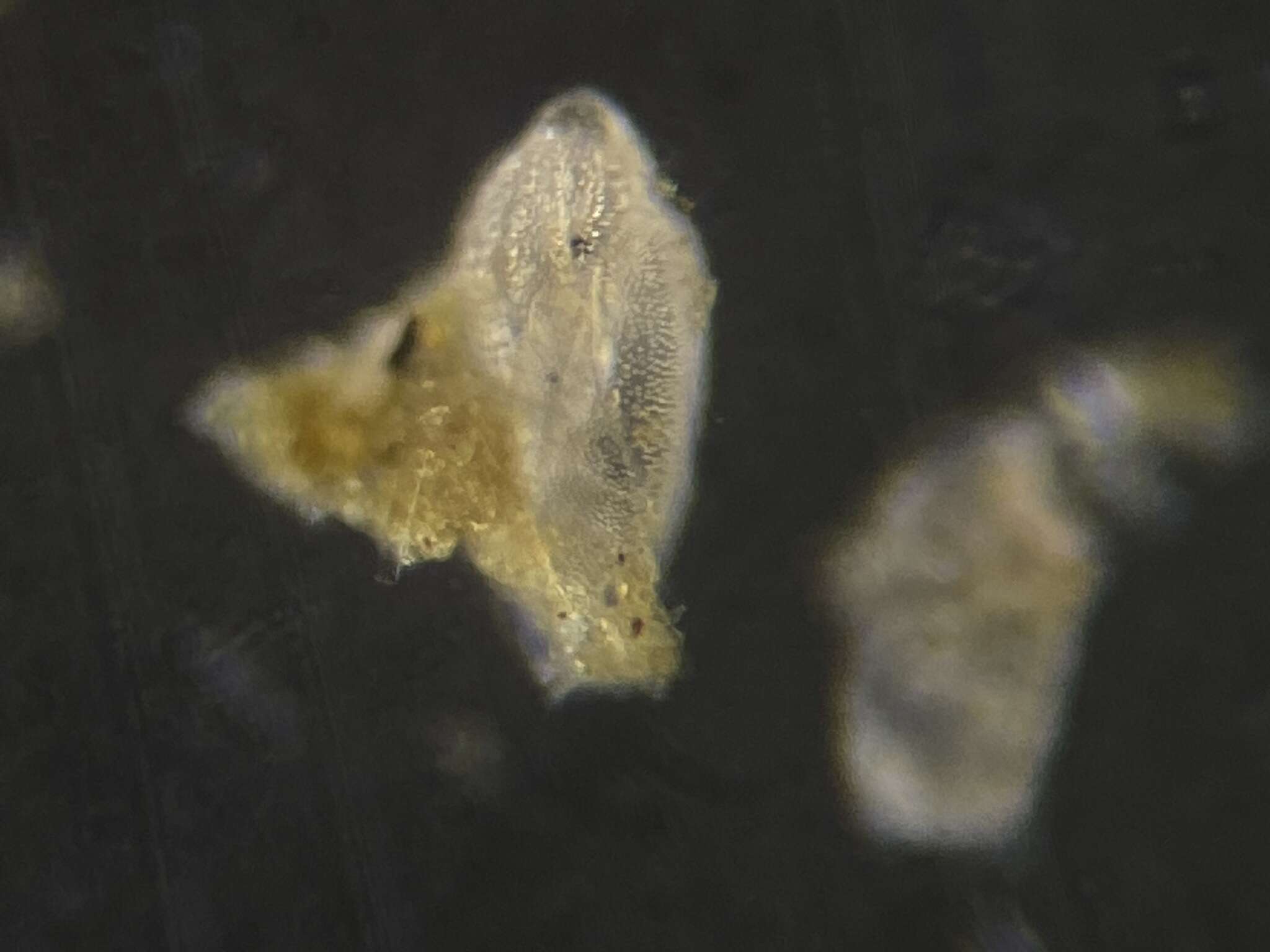 Image of Buliminellidae