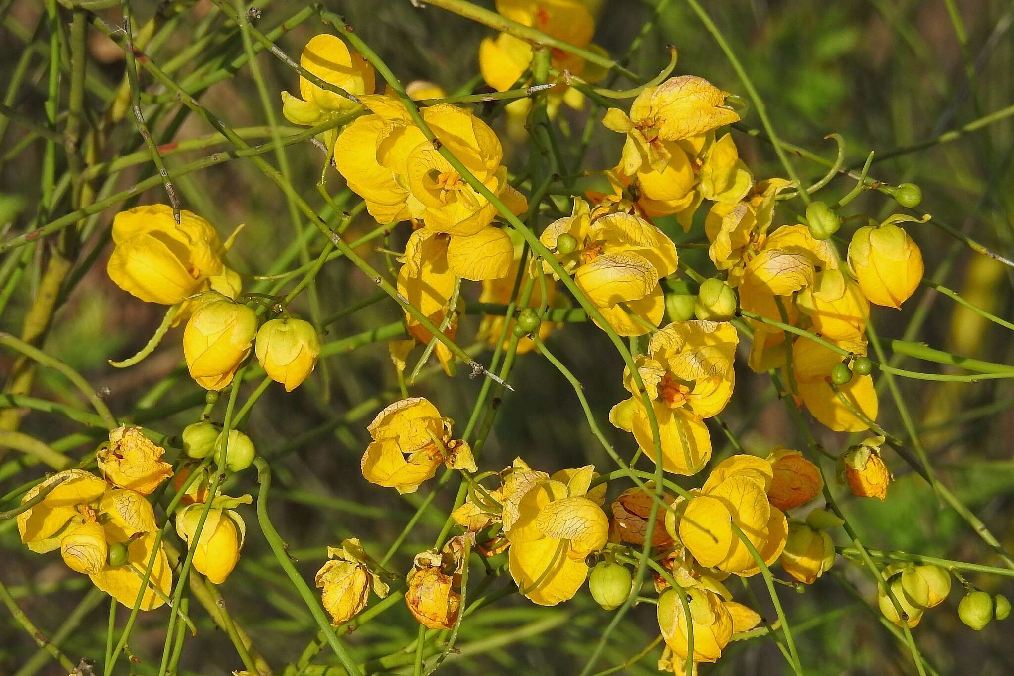 Image of Senna pachyrrhiza var. pendula