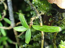 Image de Coprosma colensoi Hook. fil.