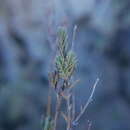 Image of Micromeria lachnophylla Webb & Berthel.