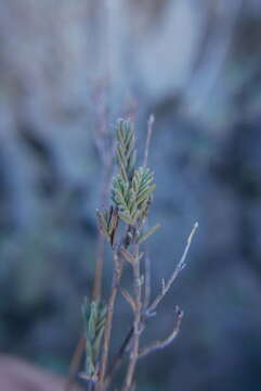 Micromeria lachnophylla Webb & Berthel. resmi