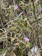 Imagem de Rhododendron rubropilosum Hayata