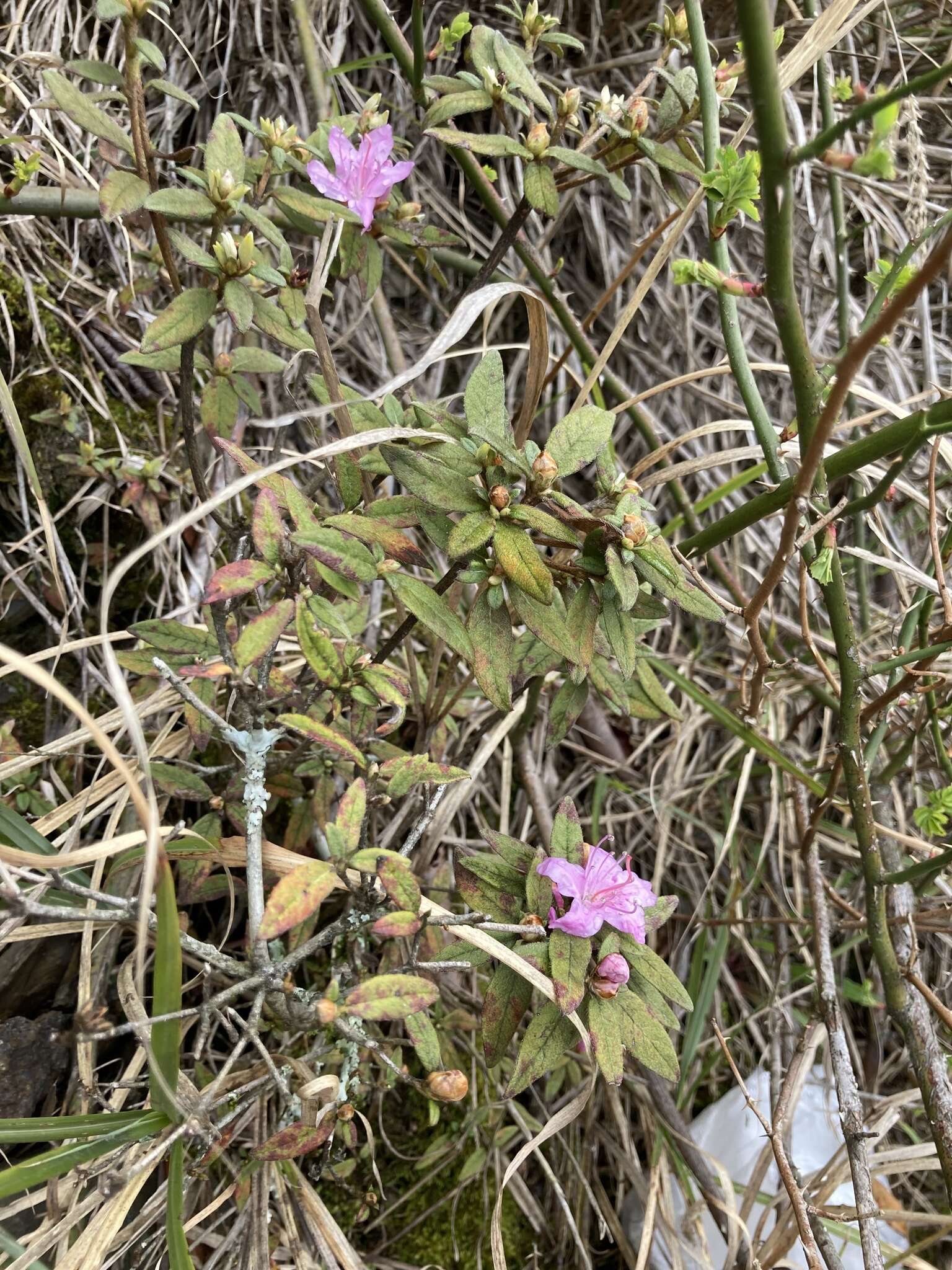 Imagem de Rhododendron rubropilosum Hayata