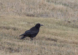 Слика од Corvus frugilegus pastinator Gould 1845