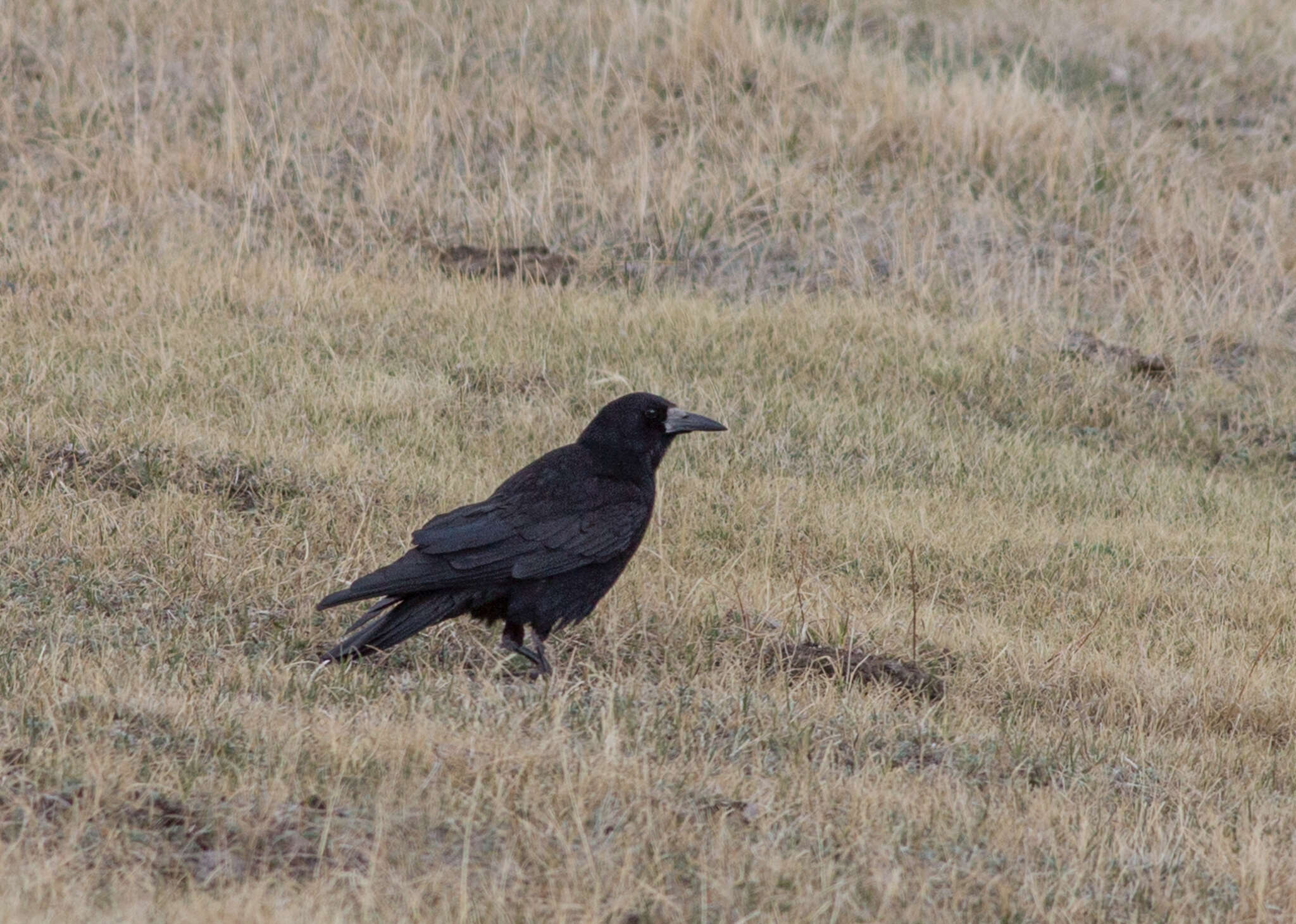 Plancia ëd Corvus frugilegus pastinator Gould 1845