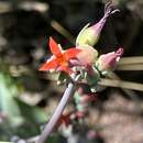 Image of Kalanchoe waterbergensis van Jaarsv.