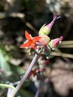 Image of Kalanchoe waterbergensis van Jaarsv.