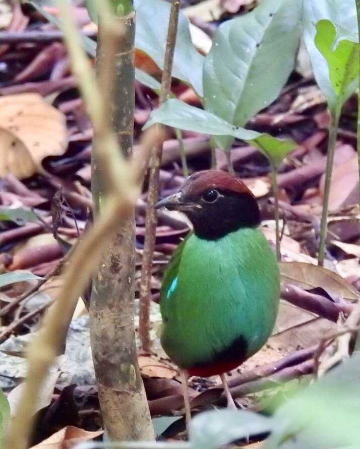 Image of Pitta sordida cucullata Hartlaub 1843