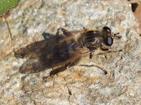 صورة Chalcosyrphus eunotus (Loew 1873)