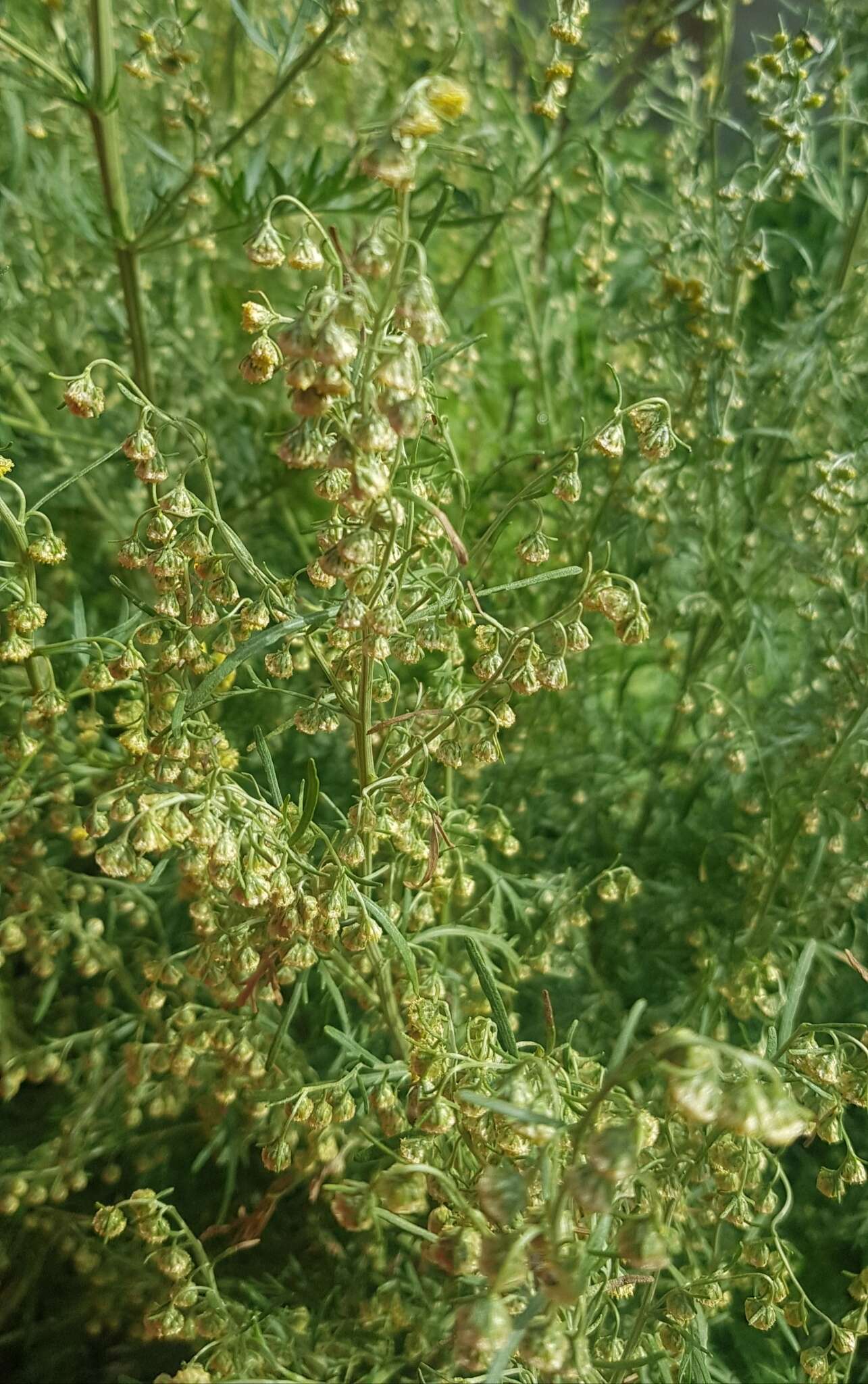 Artemisia macrocephala Jacquem. ex Bess. resmi