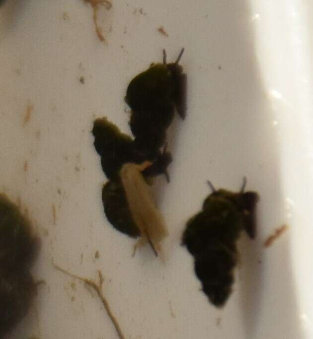 Image of Hydrobiidae incertae sedis
